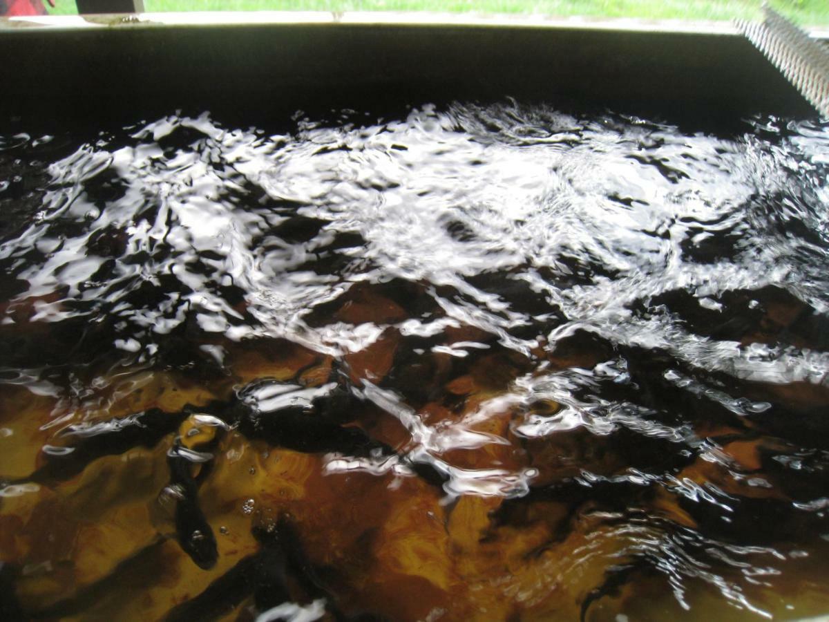 Florennes Gite Neuf 150 M2 Devant Un Grand Lac Prive De 2 Hectares Poissonneux Au Milieu Des Bois Kültér fotó