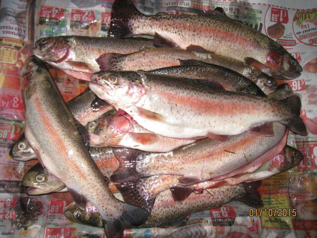 Florennes Gite Neuf 150 M2 Devant Un Grand Lac Prive De 2 Hectares Poissonneux Au Milieu Des Bois Kültér fotó